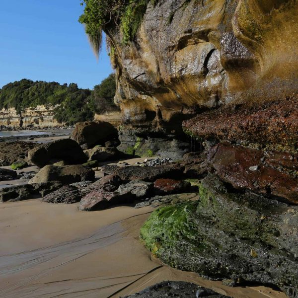 Waratah Wynyard Council - Secret Nature Cliffs At Fossil Bluff