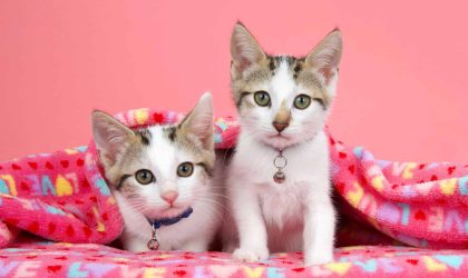 Two adorable white and tan tabby kittens wearing collars with bells peeking out from under a pink blanket with LOVE written on it, looking directly at viewer. Pink background.