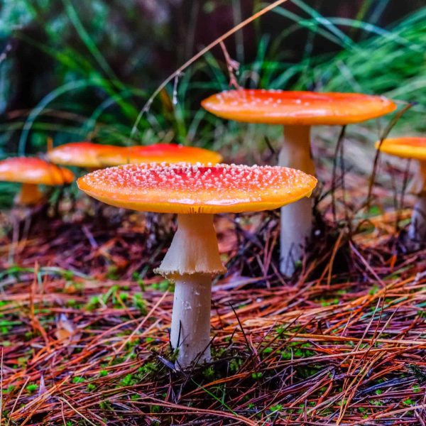 Waratah Wynyard Council - Wandle Falls Mushrooms